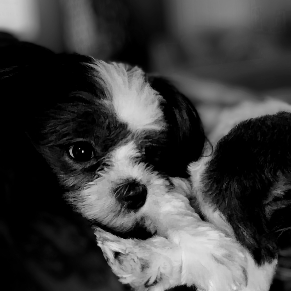 Meet your Posher, Jana - Picture 4 of 4